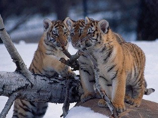 тигры и тигрята