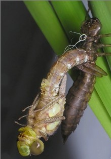 Питание личинок стрекозы