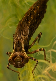 личинка стрекозы